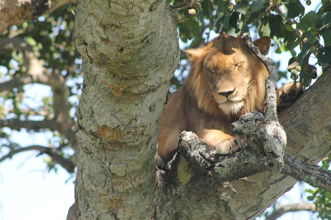 4-Day Uganda Gorilla Trekking and Wildlife Safari - Starting at 7:00 am, and How the Pickup Works