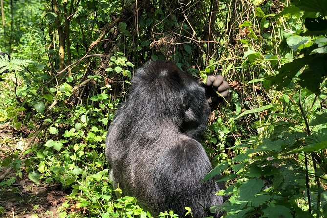 4 Day Uganda Gorilla Trekking Safari with Lake Bunyonyi - Key highlights that matter on the ground