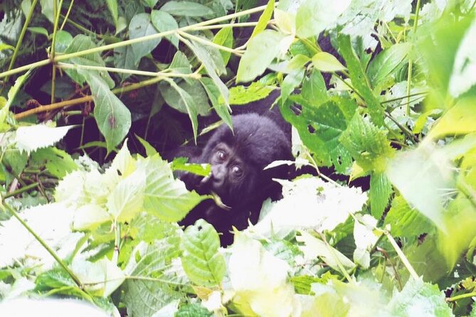 4 Days Gorilla and Chimps trek safari - Day 1 Kampala to Bwindi: a long ride with an on-the-way moment