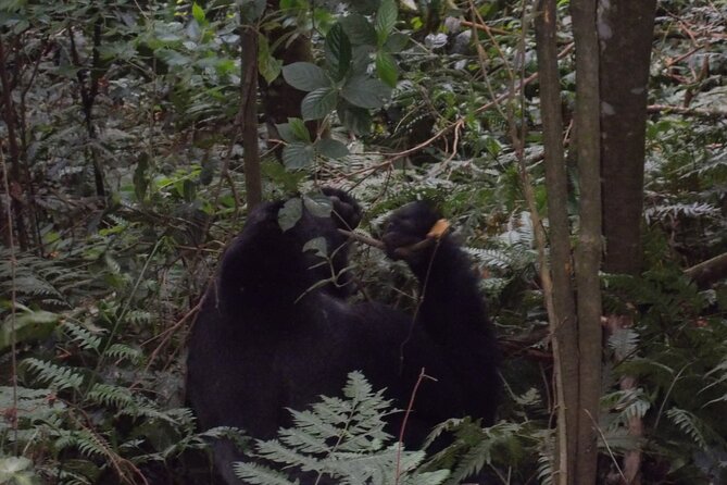 4 Days Gorilla and Chimps trek safari - Guides make the difference: the human part of “private”