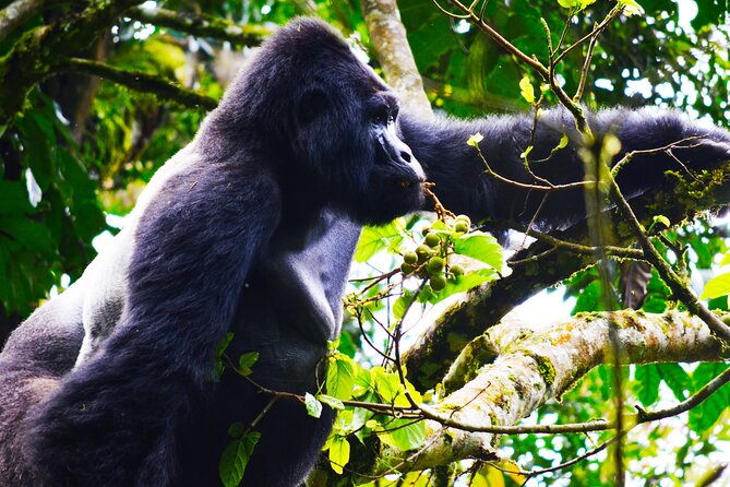 4 Days Gorilla tracking Tour in Uganda - Bwindi gorillas: why this part matters more than the checklist