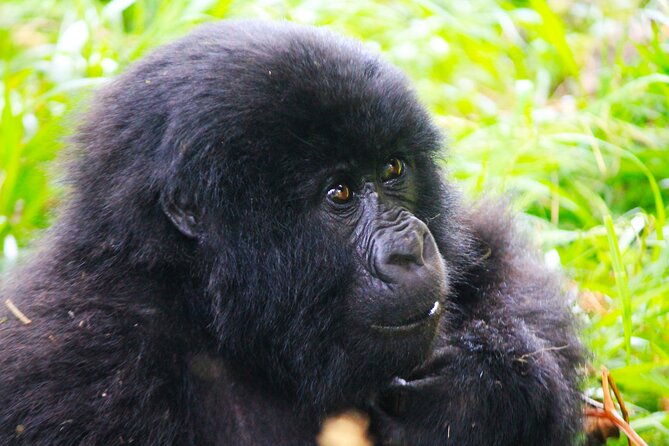 4 Days Gorilla tracking Tour in Uganda - Day 3: Lake Bunyonyi by boat, island time, and a hike to higher views