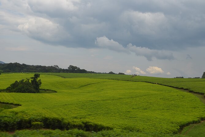 4 Days Gorilla tracking Tour in Uganda - Day 4: Kyabahinga Hill hike, freshen up, then back to Kigali