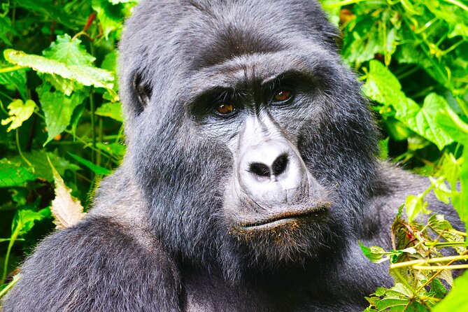 4 Days Gorilla tracking Tour in Uganda - Private 4x4 comfort: water, charging, and a no-randomization day plan