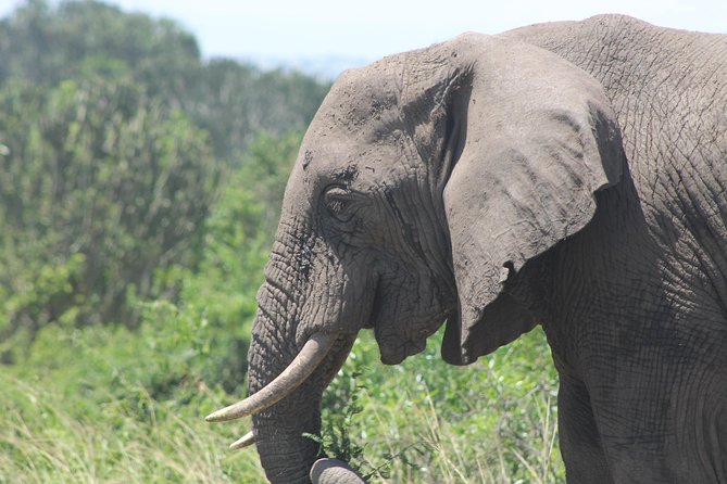 5-Day Big 5 Kidepo valley National Park Safari - Key things to know before you go
