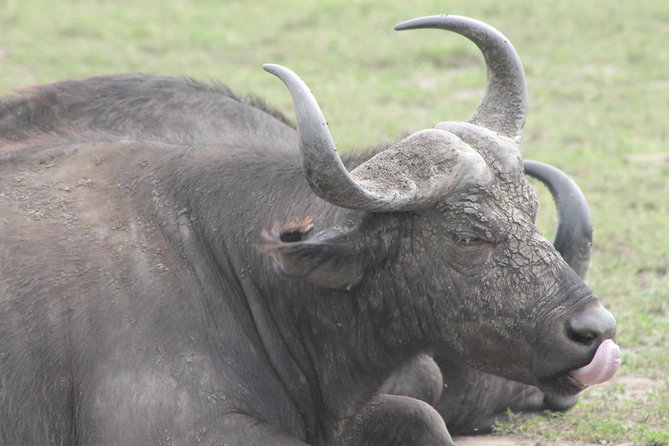 5-Day Big 5 Kidepo valley National Park Safari - Day 1: Rhino Fund Uganda at Ziwa Rhino Sanctuary, then north toward Gulu