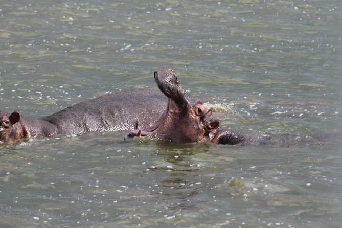 5-Day Big 5 Kidepo valley National Park Safari - What the game drives really feel like, and how to plan your expectations