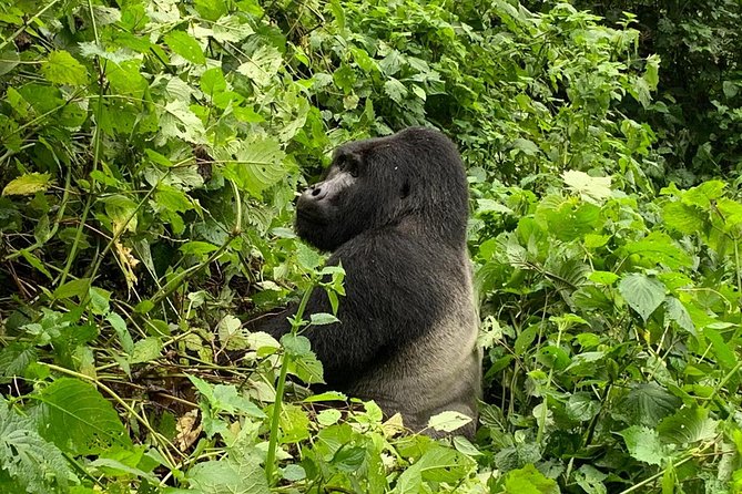 5 Day Gorillas, Wildlife and Kalinzu Forest Chimp Trek - Entering Uganda’s highlights in 5 days, without feeling like cattle