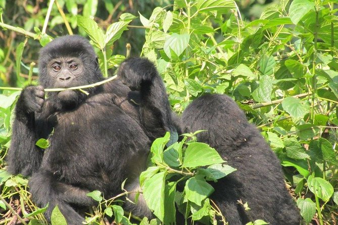 5 Day Gorillas, Wildlife and Kalinzu Forest Chimp Trek - Queen Elizabeth National Park, Kasenyi Plains wildlife time plus a search for tree-climbing lions