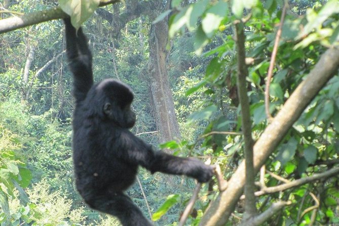 5 Day Gorillas, Wildlife and Kalinzu Forest Chimp Trek - Kazinga Channel boat cruise, where water turns sightings into a show