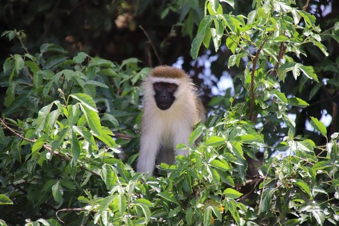 5 Day Gorillas, Wildlife and Kalinzu Forest Chimp Trek - Day 1 from Kampala or Entebbe to Bwindi, with smart breaks that reduce fatigue