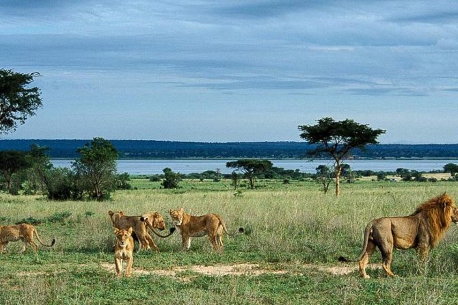 5-Day Murchison Falls, Budongo Chimps, Wildlife Big 5 Safari - Day 3: Early Murchison Game Drive, Then the Boat to the Base of the Falls