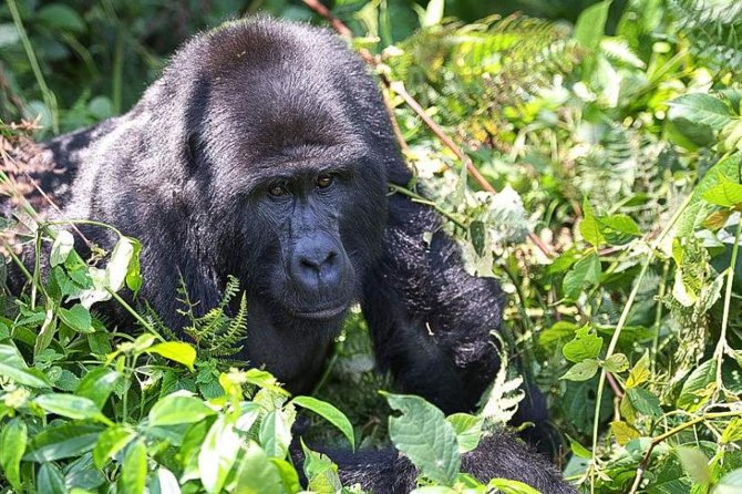 5-Day Pearl of Africa Chimps and Gorilla Trekking Safari - Key highlights at a glance