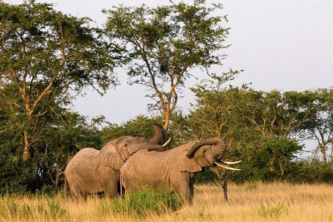 5-Day Pearl of Africa Chimps and Gorilla Trekking Safari - The Ishasha run, tree-climbing lions, and why the drive is part of the game