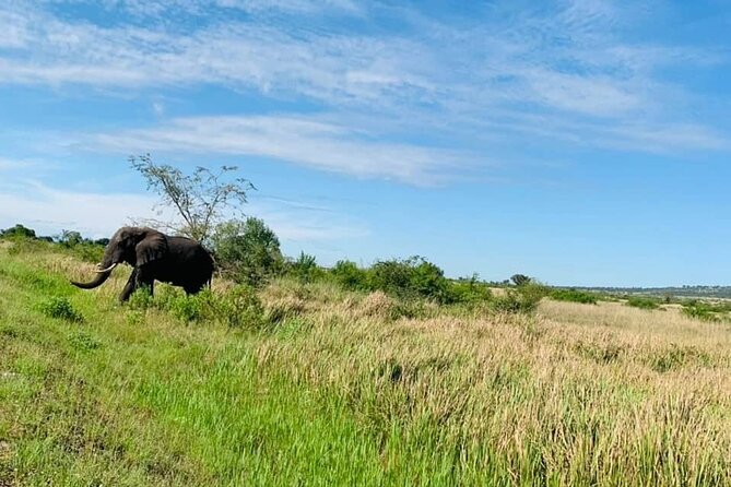 5 days best wildlife experience in Uganda - Day 4: Kasenyi game drive odds, then the 2:00pm Kazinga Channel cruise