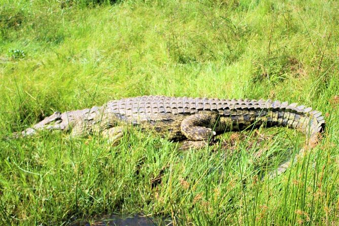 5 days best wildlife experience in Uganda - Comfort, pace, and wildlife expectations you can plan around
