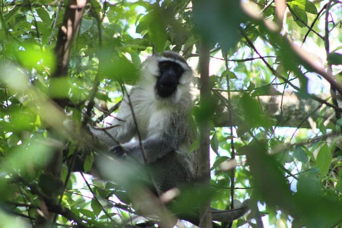 5 days best wildlife experience in Uganda - Who this safari suits best, and who should think twice