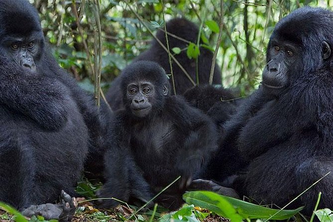 5 Days Bwindi gorilla trekking and Queen Elizabeth safari - Kampala arrival and your first night at Forest Cottages