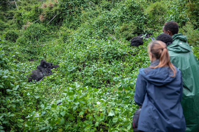 5 Days Gorilla and Chimpanzee Trekking in Uganda - Key highlights to know before you go
