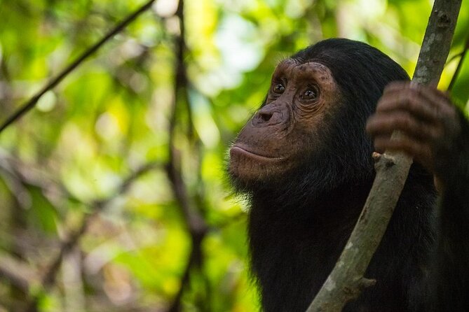 5 Days Gorilla and Chimpanzee Trekking in Uganda - Where Kibale, Bwindi, and Bunyonyi fit in your 5 days
