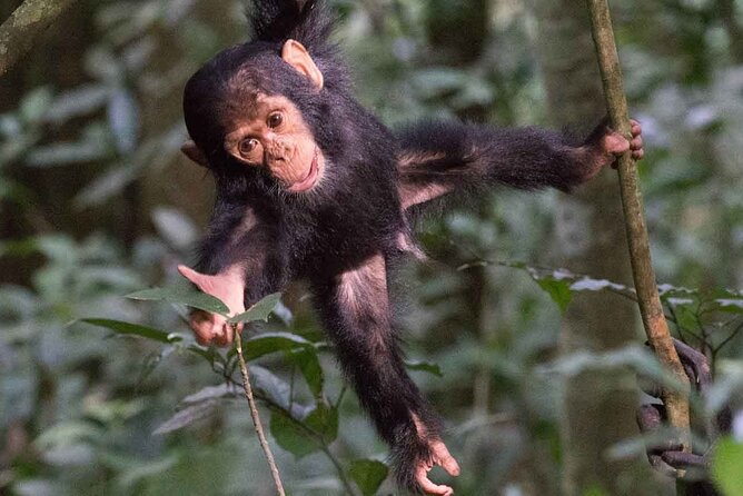 5 Days Gorilla and Chimpanzee Trekking in Uganda - Bigodi Wetlands Sanctuary: birds and butterflies, not just a quick add-on