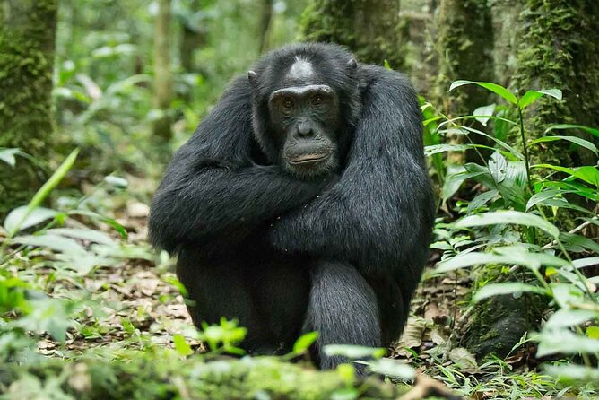 5 Days Gorilla and Chimpanzee Trekking in Uganda - Lake Bunyonyi on Day 5: a calmer final day with canoe time