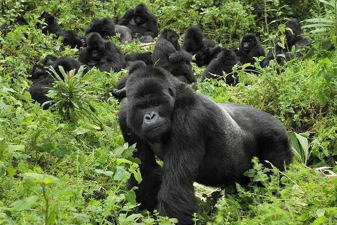 5 Days Gorilla and Chimpanzee Trekking in Uganda - Getting from Kampala to Kibale, with a Fort Portal lunch stop