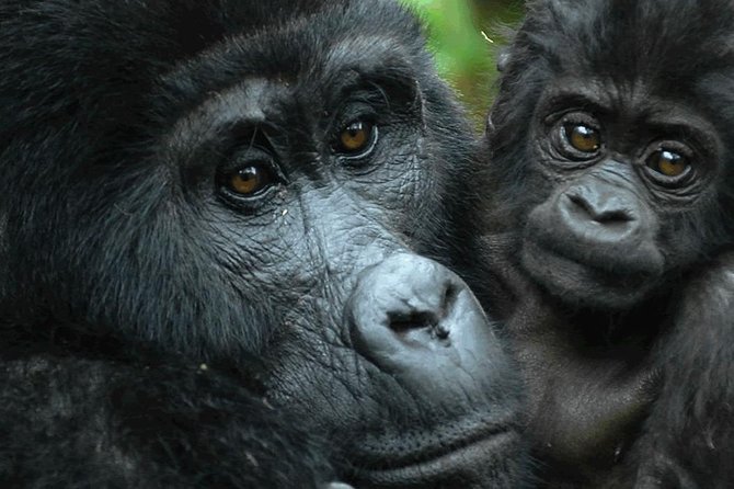 5 days gorilla & Wildlife safari in Uganda - Day 5: Kyambura Gorge chimp tracking for about an hour, then back toward Kampala