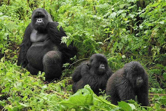 5 days gorilla & Wildlife safari in Uganda - Price and what you truly get for about $2,228 per person