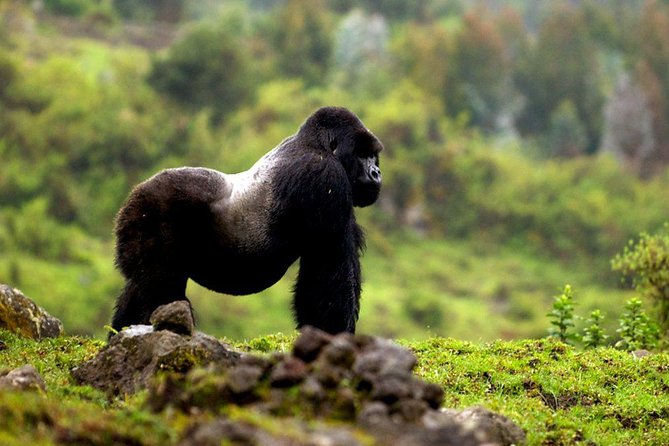 5 days gorilla & Wildlife safari in Uganda - Guides, lodging comfort, and the “small stuff” you notice most