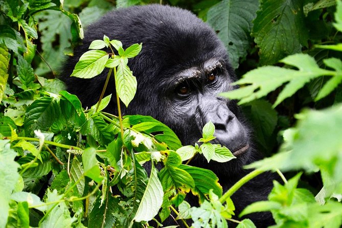 5 days gorilla & Wildlife safari in Uganda - Fitness and packing: what matters for Bwindi and Kyambura