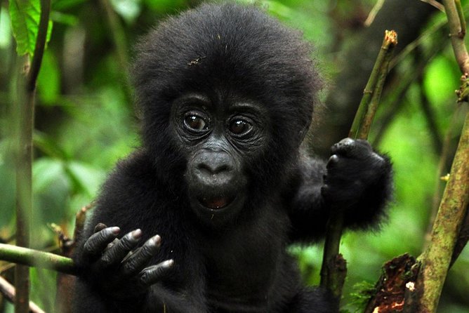 5 days gorilla & Wildlife safari in Uganda - Day 2: Bwindi gorilla trekking with an 8am briefing, then Lake Bunyonyi and its islands