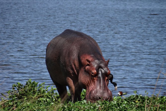 5 days gorillas and chimpanzee tracking - Kibale Forest Camp and Nyabikere Crater Lake: day one’s calm before the trackers