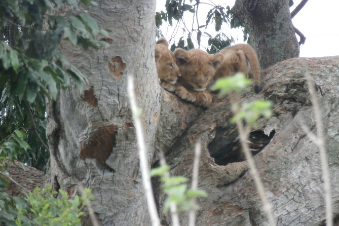 5 days gorillas and chimpanzee tracking - Queen Elizabeth National Park transfers and the Kazinga Channel crossing