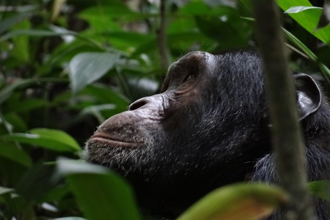 5 days gorillas and chimpanzee tracking - Bwindi gorilla tracking day: the morning you plan everything around