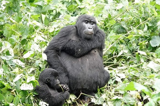 5 days gorillas and chimpanzee tracking - Who should book this safari, and who should think twice