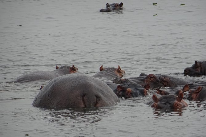 5 Days gorillas and Lion Tour in Uganda - Day 1: Kampala to Queen Elizabeth National Park, plus the Masaka equator stop