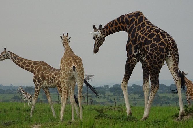 5 Days gorillas and Lion Tour in Uganda - Price and value: is $2,256.42 per person worth it?
