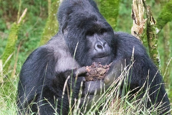 5 Days Uganda Gorilla, Chimpanzee and Wildlife Safari - Day 1 at Queen Elizabeth National Park, plus the Uganda Equator Crossing Kayabwe stop