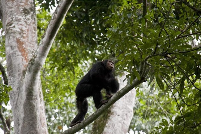 6 Day Gorilla tracking and Wildlife Safari - Day 6: Back to Kampala, Then Off From Entebbe