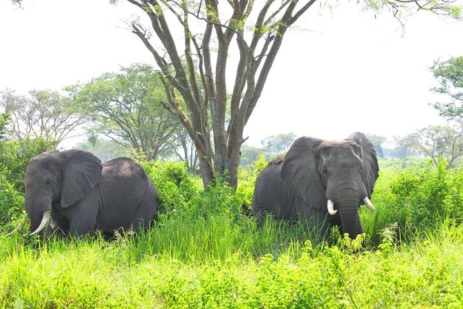 6 Day Gorilla tracking and Wildlife Safari - Price and Value: What You’re Really Paying For