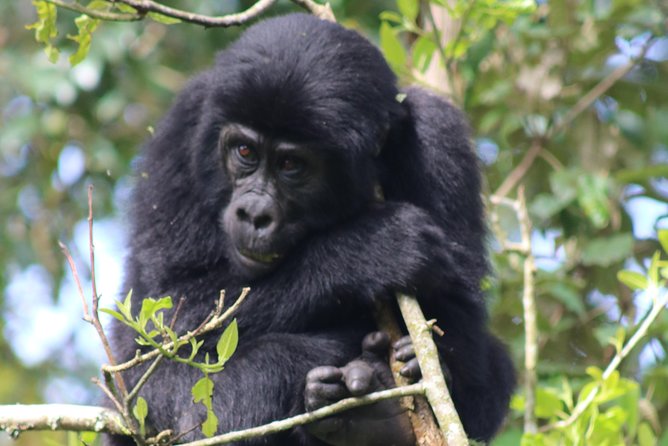 6 Day Gorillas, Golden Monkeys and Chimp Trek at Kibale - Quick hits before you go