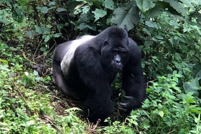 6 Day Gorillas, Golden Monkeys and Chimp Trek at Kibale - Queen Elizabeth National Park: Kasenyi plains and the big-animal payoff