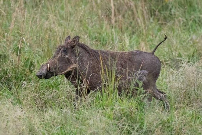 6 Day Gorillas, Golden Monkeys and Chimp Trek at Kibale - Mgahinga golden monkeys and Lake Bunyonyi: the gentler magic after Bwindi