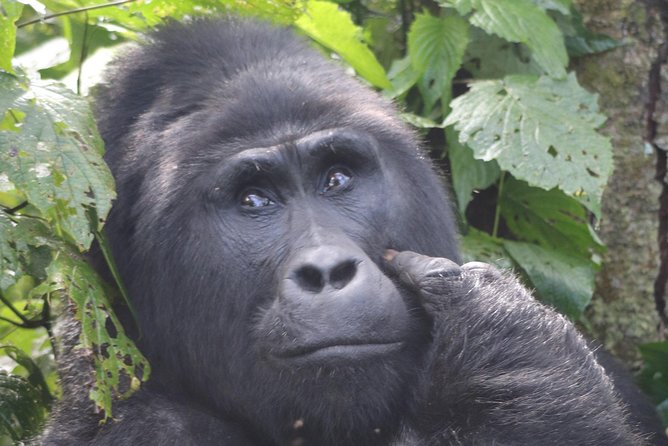 6 Day Gorillas, Golden Monkeys and Chimp Trek at Kibale - Getting from Kampala or Entebbe to Kibale, then settling in