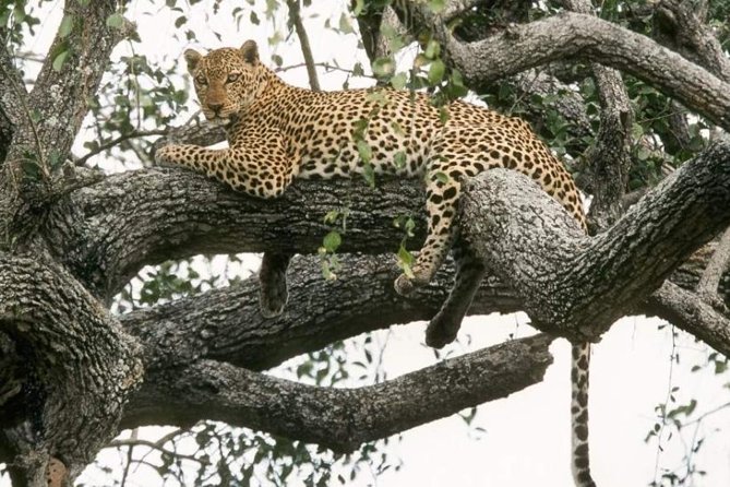 6-Day Murchison Falls and Kidepo NP Wildlife Safari - Day 1 From Entebbe: Zziwa Rhino Sanctuary and First-Night Relaxing