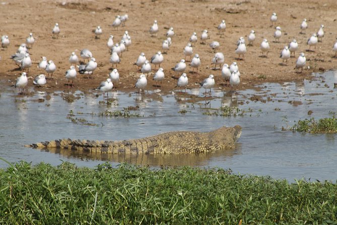 6-Day Queen Elizabeth and Mburo Luxury Safari - Entebbe to Acactus Hotel: getting your footing without rush