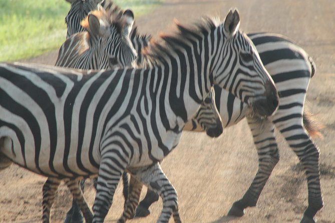 6-Day Queen Elizabeth and Mburo Luxury Safari - Queen Elizabeth drive day: Equator photos, tea belts, and first game time