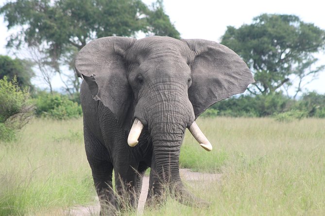 6-Day Queen Elizabeth and Mburo Luxury Safari - Early morning in Queen Elizabeth: big-game chances and the value of being first out