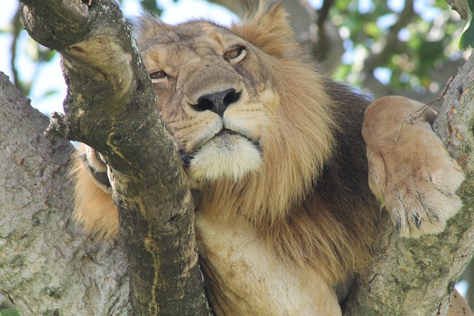 6-Day Queen Elizabeth and Mburo Luxury Safari - Lake Mburo arrival: chimp trekking, monkey variety, and bird watching in motion